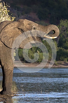 Elephant Drinking - Botswana