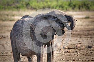 Elephant drinking in Kruger National Park