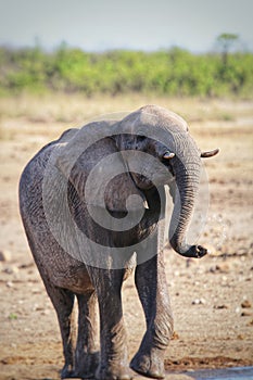 Elephant drinking in Kruger Park