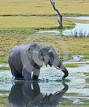 Elephant drinking from lagoon with a good water reflection in south luangwa national park