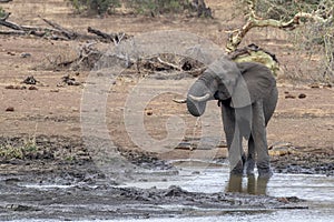 Elephant drinking at the pool in kruger park south africa