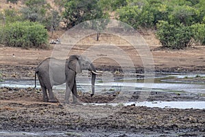 Elephant drinking at the pool in kruger park south africa