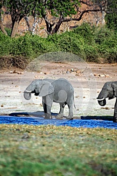 Elephant drinking on a riverbank