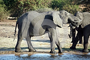 Elephant drinking on a riverbank