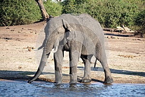 Elephant drinking on a riverbank