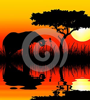 Elephant drinking in sunset