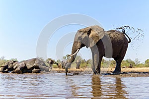 Elephant drinking and taking a bath in a waterhole in Mashatu Game Reserve