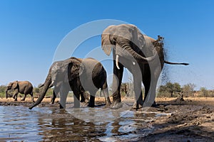 Elephant drinking and taking a bath in a waterhole in Mashatu Game Reserve