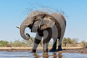 Elephant drinking and taking a bath in a waterhole in Mashatu Game Reserve