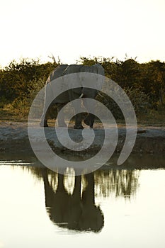 Elephant Drinking time