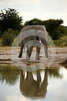 Elephant Drinking time