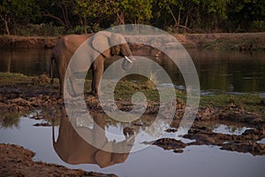 Un elefante bebiendo Agua el agujero es un en Agua en 