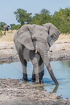 Elephant drinking from water hole with trunk