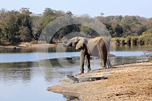 Elephant drinking water at Lake Panic with crocodile and hippopotamuses nearby