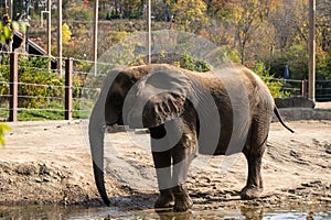 Elephant drinking water in the Pittsburgh zoo