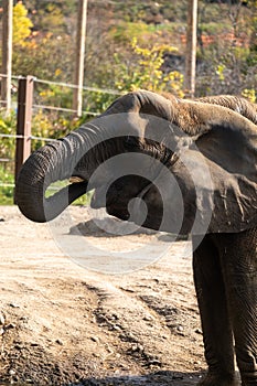 Elephant drinking water in the Pittsburgh zoo