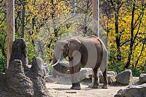 Elephant drinking water in the Pittsburgh zoo