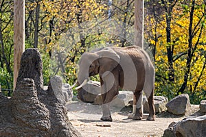 Elephant drinking water in the Pittsburgh zoo