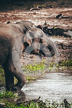 Elephant drinking water print quality high resolution photo with white frame.