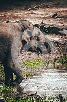 Elephant drinking water print quality high resolution photo with white frame.