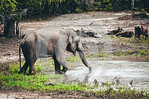 Elephant drinking water print quality high resolution photo with white frame.