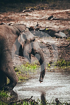 Elephant drinking water print quality high resolution photo with white frame.