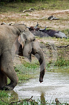 Elephant drinking water print quality high resolution photo with white frame.