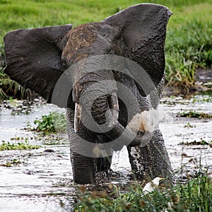 Elephant drinking water from puddles. Africa. Kenya. Tanzania. Serengeti. Maasai Mara.