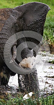 Elephant drinking water from puddles. Africa. Kenya. Tanzania. Serengeti. Maasai Mara.