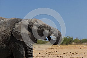 Elephant