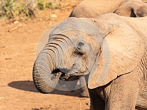 Elephant drinking water with trunk