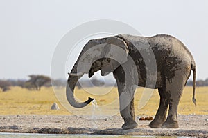 Elephant drinking water at the waterhole