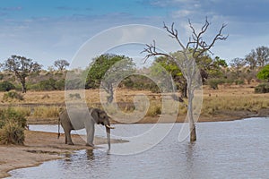 Elephant Drinking Water at Waterhole