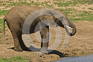 Elephant drinking at a waterhole