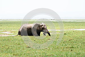 Elephant drinks from a marsh swamp in Amboseli National Park Kenya Africa