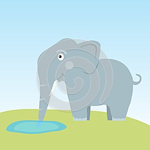 The elephant drinks water