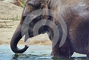 An Elephant drinks water outdoors