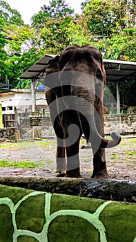 The elephant drinks the water in the zoo