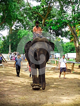 Elephant dubare