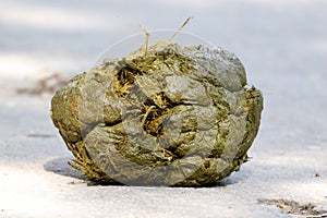 Elephant dung