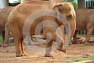Elephant in Dusit Zoo, Bangkok, Thailand.