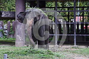 The elephant at a Dusit zoo in Thailand