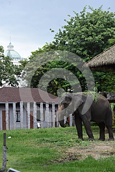 The elephant at a Dusit zoo in Thailand