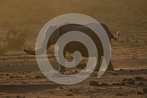 Elephant at dusk in African bush