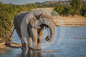 Elephant at dusk drinking from water hole