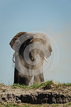 Elephant dustbath