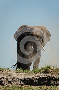 Elephant dustbath