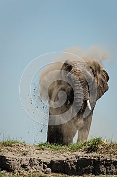 Elephant dustbath