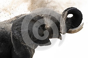 Elephant dusting himself.