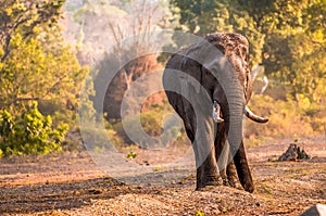 Elephant on Dusty Flood Plain of the Bandipur National park